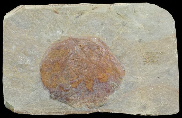 Detailed Fossil Leaf (Zizyphoides) - Montana #68300